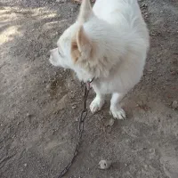 سگ.|سگ|بلوک, |دیوار