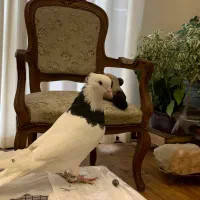 طوقی|پرنده|کرج, فاز ۱ مهرشهر|دیوار