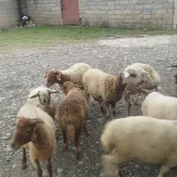 20بره خوراک خور