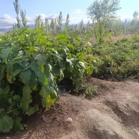 باغ 1000متری سنددار دولت آباد مرند