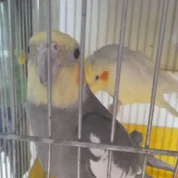 عروس هلندی سخنگو|پرنده|سرپل ذهاب, |دیوار