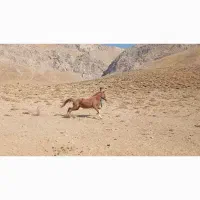 مادیون ترکی فروشی