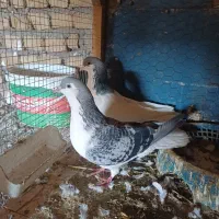 کبوتر|پرنده|نیشابور, فضل|دیوار