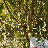 پیش فروش نهال بادام و گردو ژنوتیپ برتر  آغاز شد|خدمات باغبانی و درختکاری|زنجان, |دیوار