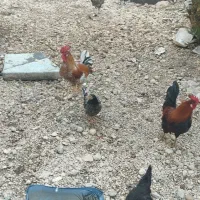 فروش تخم مرغ نطفه دار ازبهترین مروخروسهای محلی