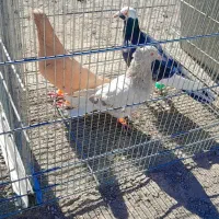 تعدادی حیوان نر و ماده