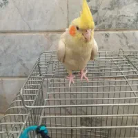 عروس هلندی گمشده