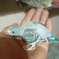 سه عدد مرغ عشق سرلاکی|پرنده|میاندوآب, |دیوار