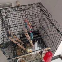 عروس هلندی نرسخنگو با قفس وسایل