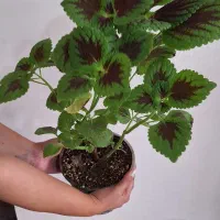 گل حسن یوسف و قاشقی ۵۰ تومن