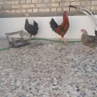 مرغ و خروس عربی سر حال و تخم گذار|پرنده|اهواز, گلدشت|دیوار