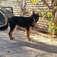 فروش سگ ژرمن مو کلاسیک به همراه..هدیه|سگ|کرمان, |دیوار