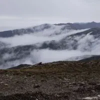 عسل کوهی