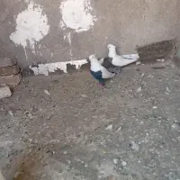 دوتا نر دومی