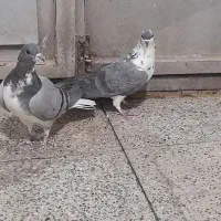 کفتر دمگیر پر دم دار|پرنده|برخوار, |دیوار