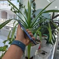 A21s|موبایل|شیراز, زند|دیوار