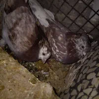 کبوتر ضمانتی|پرنده|خاش, |دیوار