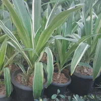 سوسن عنکبوتی ابلق|گل و گیاه طبیعی|محلات, |دیوار