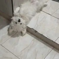 شیتزو|سگ|اسلامشهر, شهرک سالور|دیوار