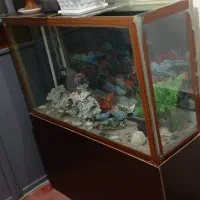 آکواریوم