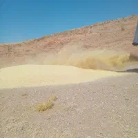 کاه گندم دیم