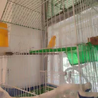 قناری رسمی|پرنده|سیرجان, |دیوار