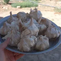 سیر ۲۵۰ تومن