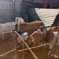 ۹عدد گوسفند نر و ماده۱۱۰میلون