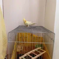 عروس هلندی لوتینوزعفرانی کینگ سایز|پرنده|قدس, شهرقدس|دیوار