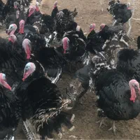 بوقلمون محلی برنز نر-ماده بالغ|حیوانات مزرعه|ورامین, شهرک مدرس|دیوار