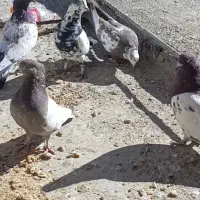 کبوتر پرشی دونه ۲۰۰|پرنده|آباده, |دیوار