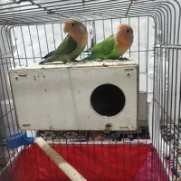 جفت طوطی برزیلی بازیگوش|پرنده|دورود, |دیوار