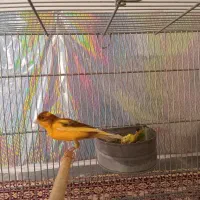 قناری ابلغ نرمست