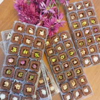 سفارش حلوا مجلسی و رنگینک  برای دور همی و مجالس|خدمات پذیرایی، مراسم|بوشهر, |دیوار