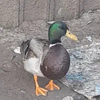 فروش اردک|حیوانات مزرعه|فومن, |دیوار