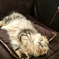 اسکاتیش فولد لانگ هیر