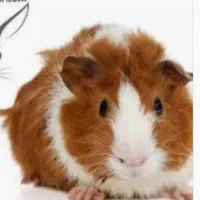 خوکچه ی هندی