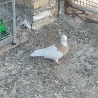 کبوتر طوقی|پرنده|آشخانه, |دیوار