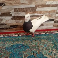 ماده طوقی درجه یک