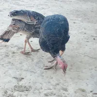 حراج بوقلمون