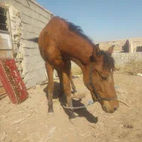 کره اسب ماده