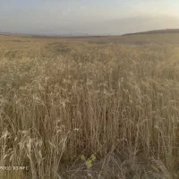 کاه گندم دیمی