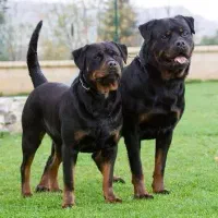 سگ روتوایلر اروپایی پوزه دلقکی گران نخرید