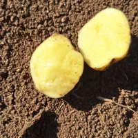 سیب زمینی سانتا|خوردنی و آشامیدنی|بیلوار, |دیوار