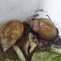 حلزون پرورشی