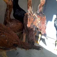 لاری نصل دار 6عدد