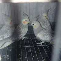 جوجه عروس هلندی