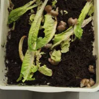 حلزون با باکس مخصوص