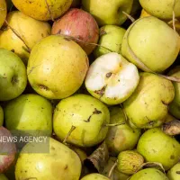 خریدارسیب زیردرختی درسلطانیه واطراف وحومه