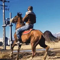 نریون کرد نوه سهیل|اسب و تجهیزات اسب‌سواری|قزوین, |دیوار